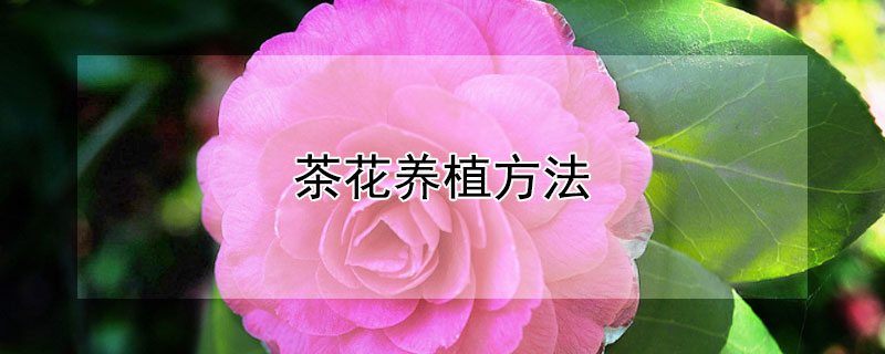 茶花养植方法（茶花的养殖方法）