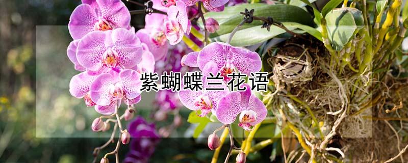 紫蝴蝶兰花语（紫红蝴蝶兰花语）
