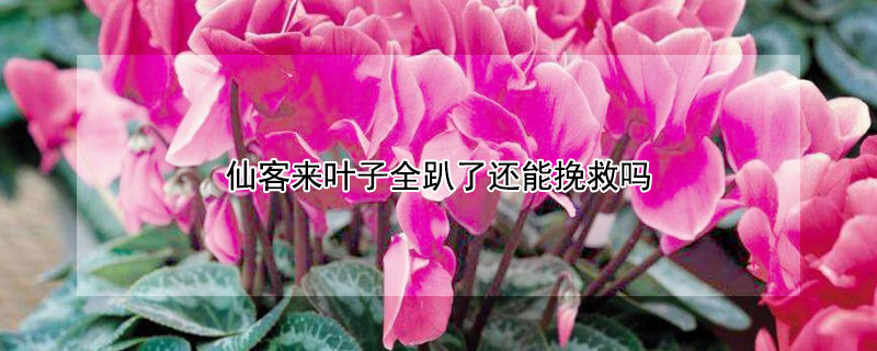 仙客来叶子全趴了还能挽救吗 冬季仙客来叶子全趴了还能挽救吗