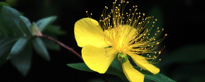 金丝桃花花语(金丝桃的花语和象征)