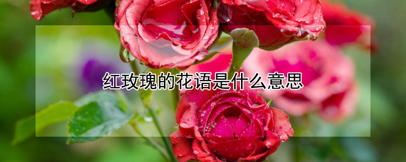 红玫瑰的花语是什么意思（99朵红玫瑰的花语是什么意思）