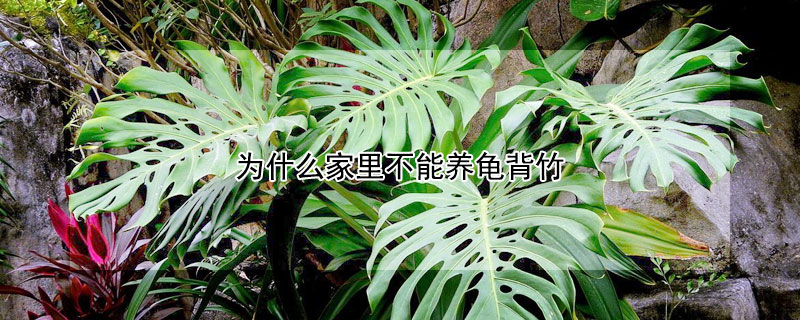 为什么家里不能养龟背竹 为什么家里不能养龟背竹原因是什么