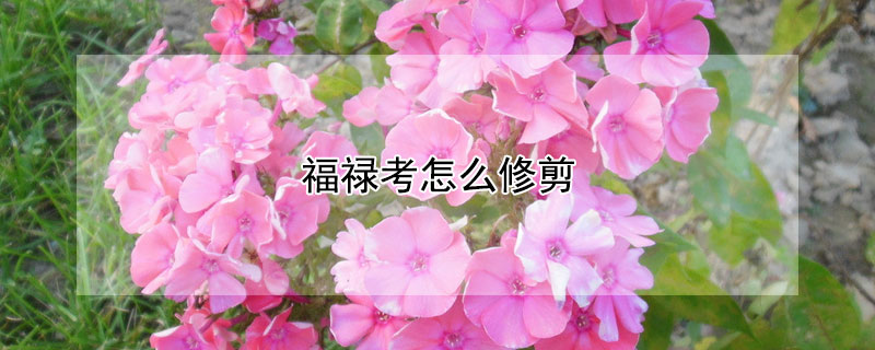 福禄考怎么修剪 福禄考怎么种