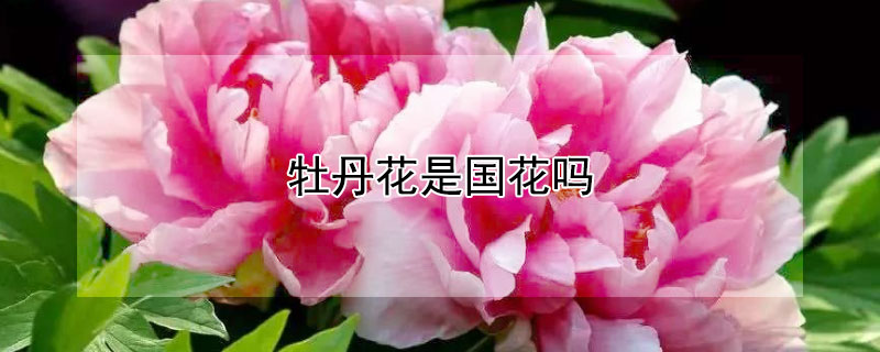 牡丹花是国花吗（牡丹花是国花吗它代表了什么）