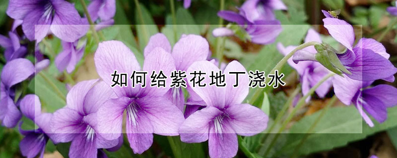如何给紫花地丁浇水（紫花地丁的栽培方法）
