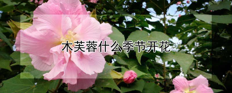 木芙蓉什么季节开花 木芙蓉是什么季节的花