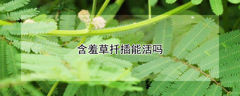 含羞草扦插能活吗（含羞草修剪后扦插可以吗）