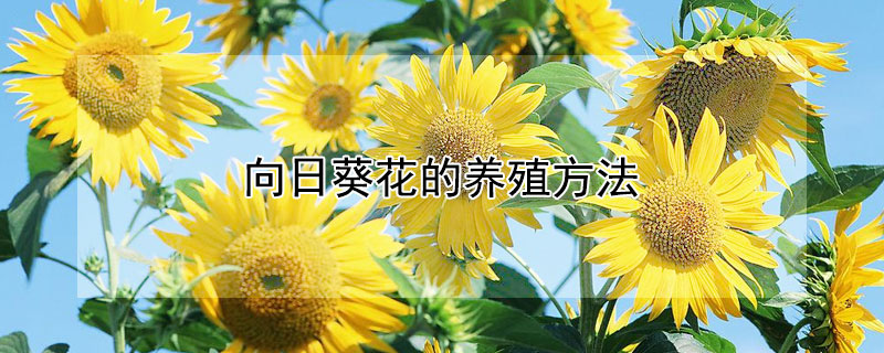 向日葵花的养殖方法(向日葵的养殖方法)