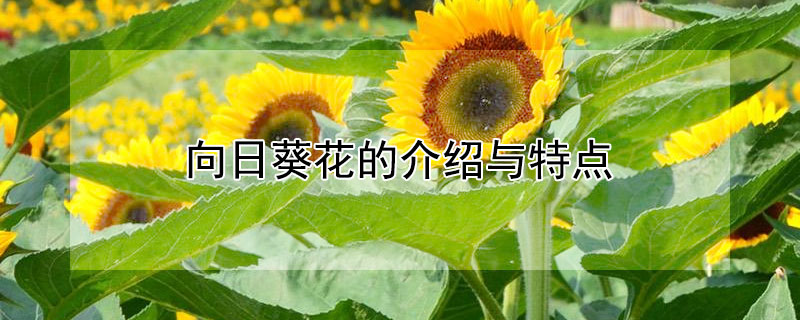 向日葵花的介绍与特点（向日葵花的介绍与特点文字）