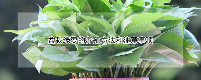 盆栽绿萝的养殖方法和注意事项 盆栽绿萝怎么养殖方法