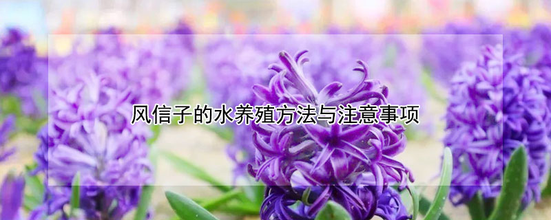 风信子的水养殖方法与注意事项(风信子的养殖方法与注意事项水养)