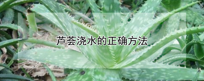 芦荟浇水的正确方法 芦荟应该如何浇水
