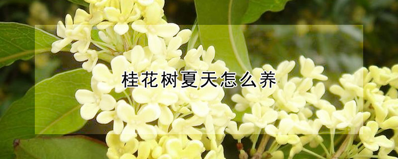 桂花树夏天怎么养（夏天如何养桂花树）
