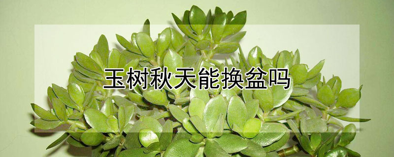 玉树秋天能换盆吗 玉树冬天换盆可以吗