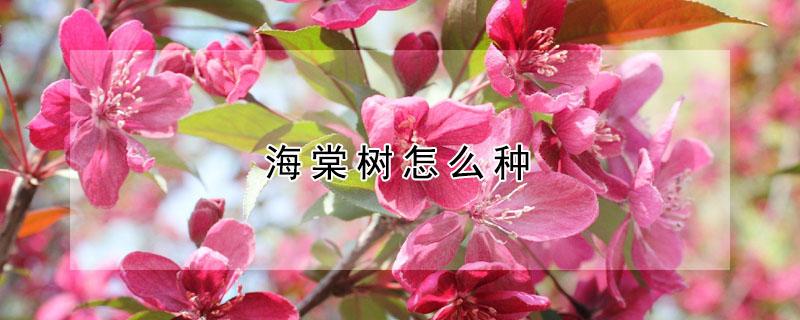 海棠树怎么种 海棠树怎么种植方法