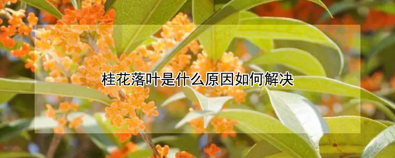 桂花落叶是什么原因如何解决(桂花落叶怎么回事)