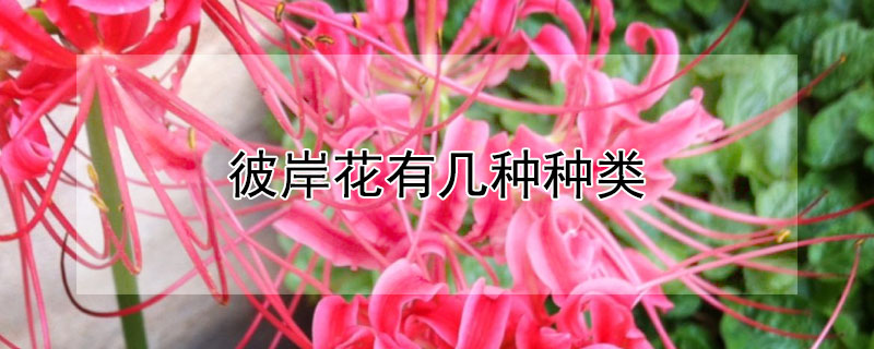 彼岸花有几种种类（彼岸花是哪种花）
