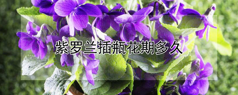 紫罗兰插瓶花期多久(紫罗兰花插瓶养)