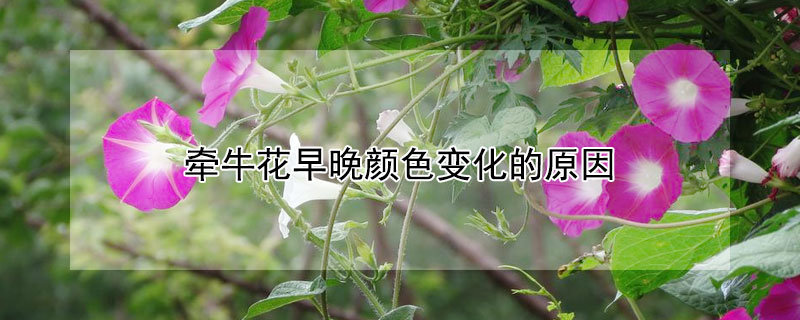 牵牛花早晚颜色变化的原因(牵牛花早中晚的颜色变化的原因)