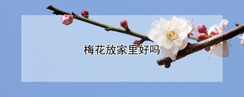 梅花放家里好吗(梅花放家里好不好)