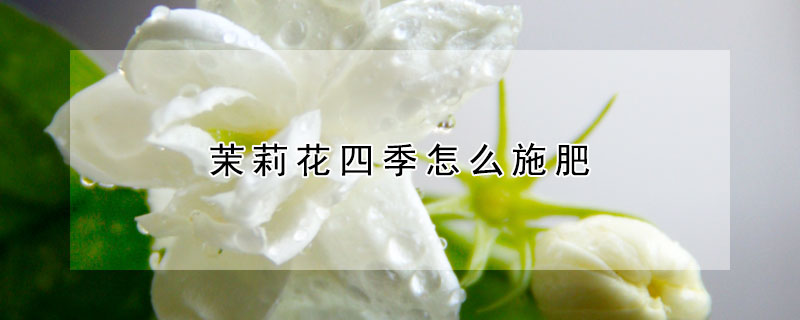 茉莉花四季怎么施肥（茉莉花什么时候施肥施什么肥）