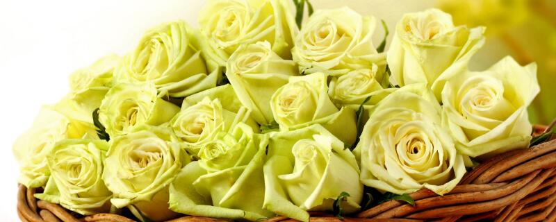 黄玫瑰代表什么意思 黄玫瑰代表什么意思花语是什么