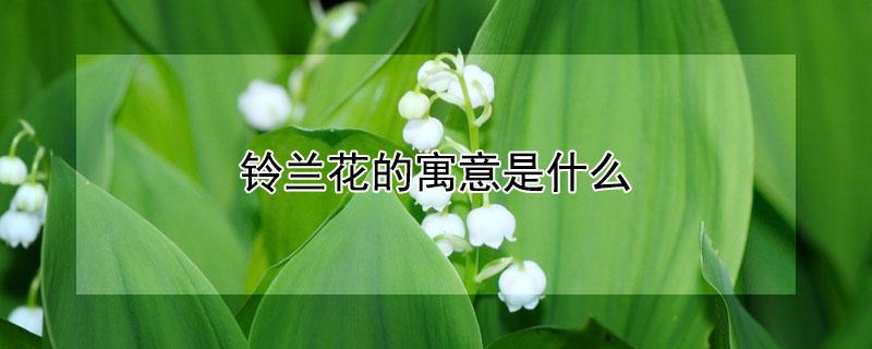 铃兰花的寓意是什么 铃兰花寓意着什么