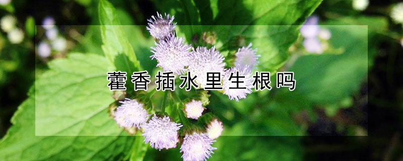藿香插水里生根吗（藿香的根是怎么样的）