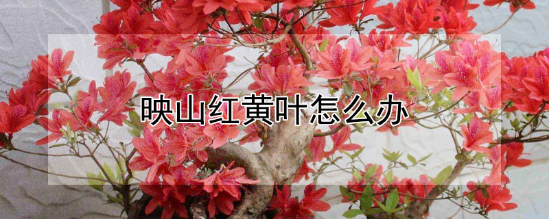 映山红黄叶怎么办（映山红黄叶怎么回事）