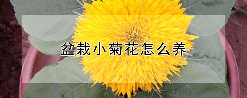 盆栽小菊花怎么养 盆栽小菊花怎么养多久浇水