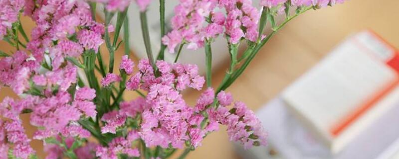 粉色勿忘我花语 粉色勿忘我花语是什么