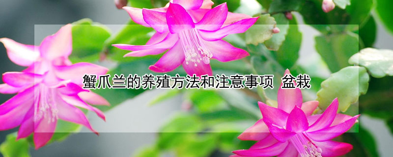 蟹爪兰的养殖方法和注意事项 蟹爪兰的养殖方法和注意事项:忌太阳直射