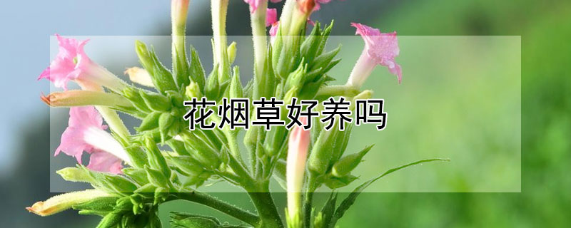 花烟草好养吗 烟灰可以养花吗