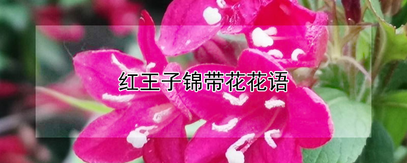 红王子锦带花花语（红王子锦带的寓意）