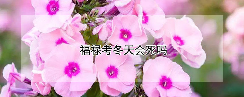 福禄考冬天会死吗 福禄考什么时候播种