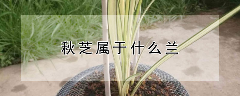 秋芝属于什么兰（兰花秋芝是什么品种的兰?）