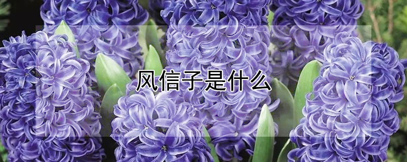 风信子是什么(风信子是什么季节开花)