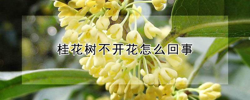 桂花树不开花怎么回事 桂花树不开花怎么回事?
