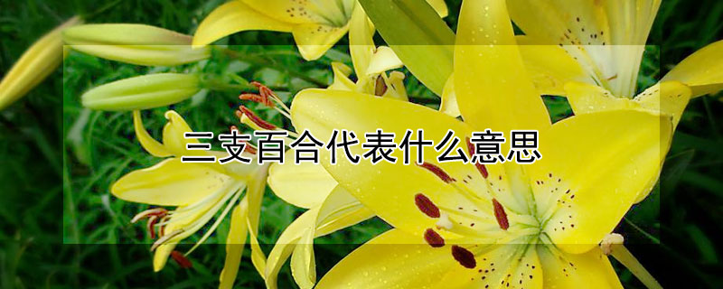 三支百合代表什么意思 三支粉百合寓意
