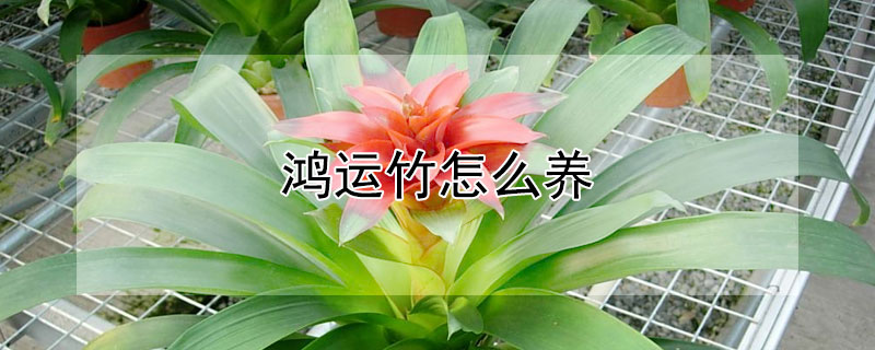 鸿运竹怎么养 刚买回来的鸿运竹怎么养