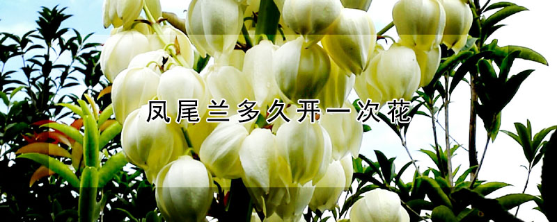 凤尾兰多久开一次花（凤尾兰花期果期）