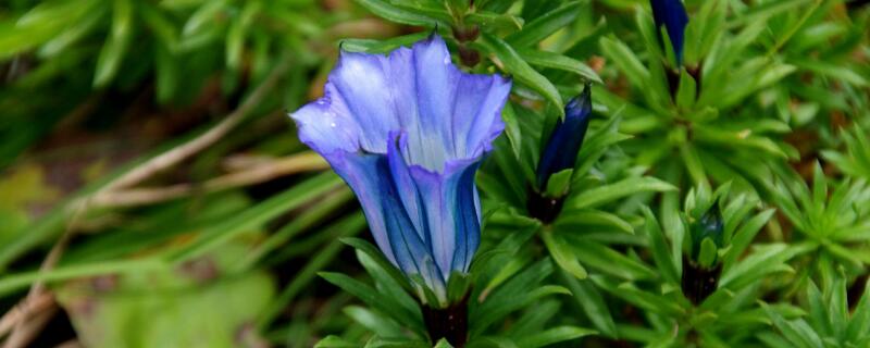 龙胆花寓意 龙胆花象征