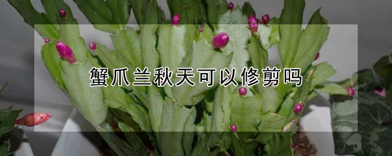 蟹爪兰秋天可以修剪吗(蟹爪兰冬季修剪)