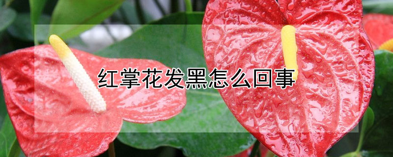 红掌花发黑怎么回事（红掌花发黑是怎么回事）