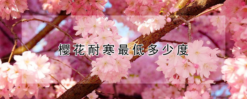 樱花耐寒最低多少度 樱花耐寒最低温度多少?
