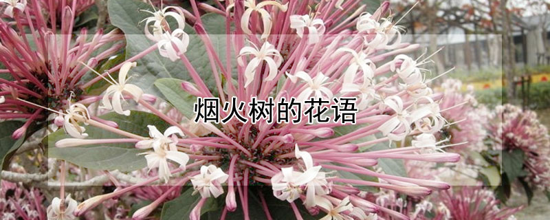烟火树的花语（花烟树花语）