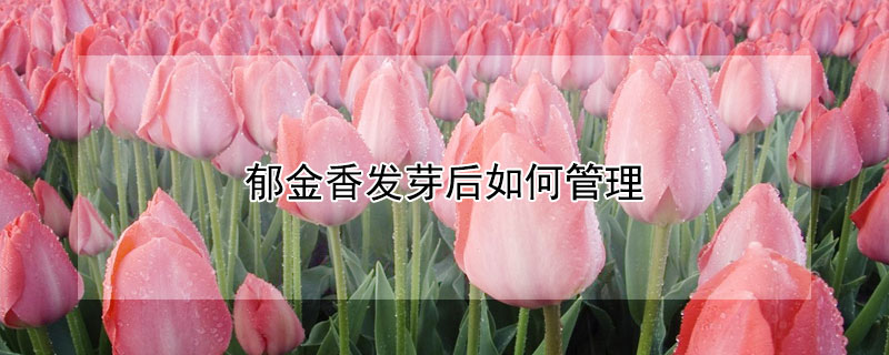 郁金香发芽后如何管理 郁金香发芽后如何管理施肥
