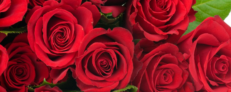 2朵玫瑰代表什么（21朵玫瑰代表什么意思）