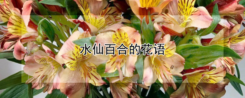 水仙百合的花语 水仙小百合花语