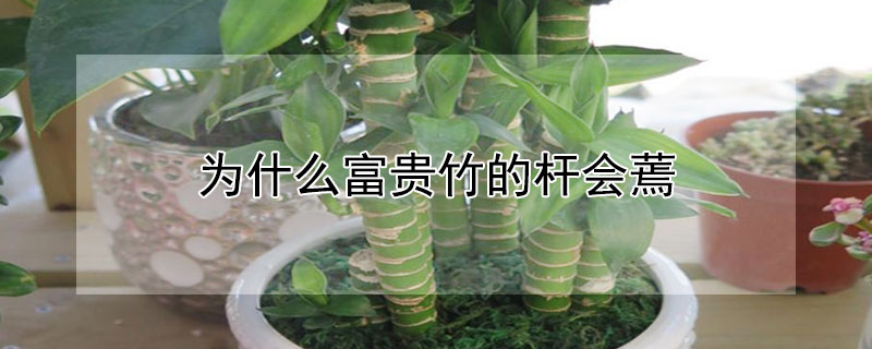 为什么富贵竹的杆会蔫 富贵竹叶子和杆蔫了